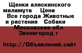 Щенки аляскинского маламута  › Цена ­ 15 000 - Все города Животные и растения » Собаки   . Московская обл.,Звенигород г.